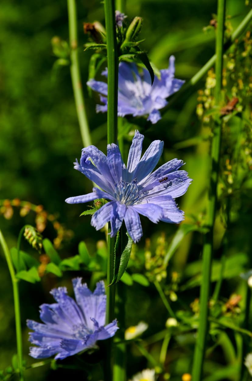 Blue chicory flowers with star-shaped petals bloom amidst soft green meadow grass in bright summer sunlight.