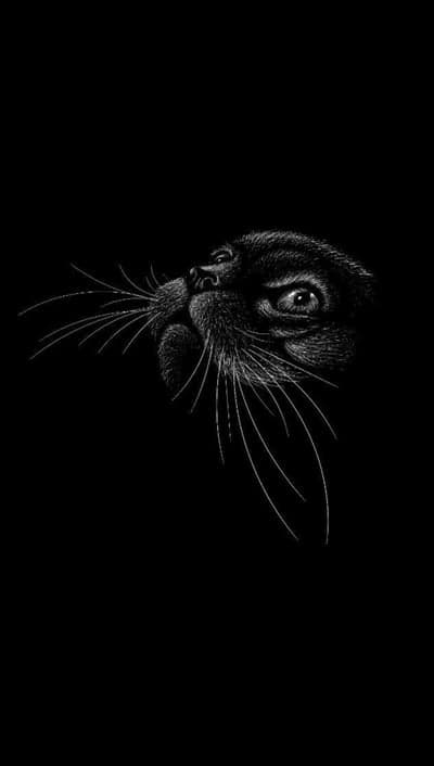 Black cat face close-up, white sketch on black background