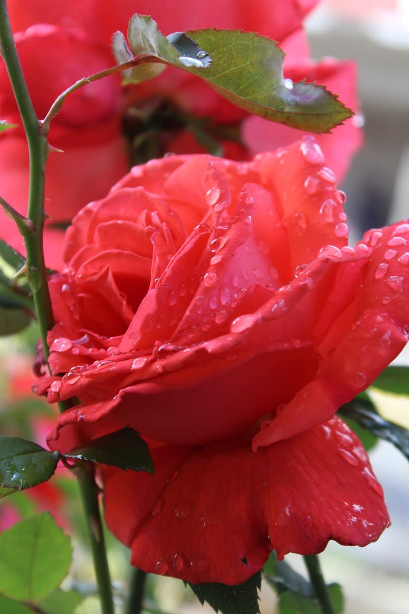 Red rose petals with crystal water droplets and soft green leaves in a close-up botanical vertical portrait.
