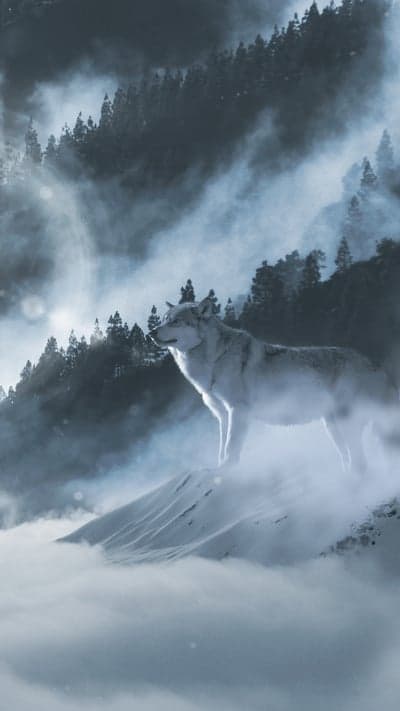 Mist-Shrouded Sentinel - Wolf in Ethereal Landscape