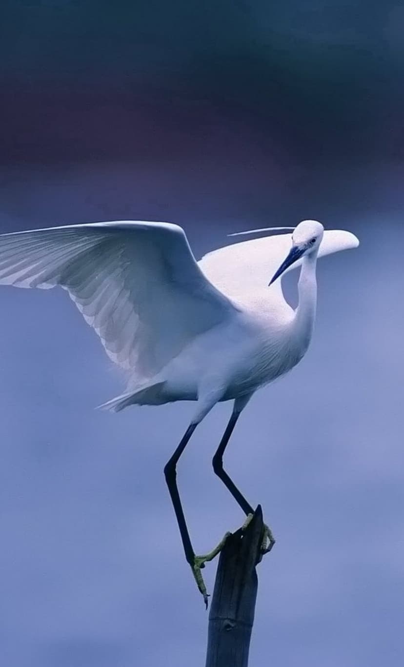 White egret with outstretched wings takes flight from a wooden post against a gradient blue sky background.