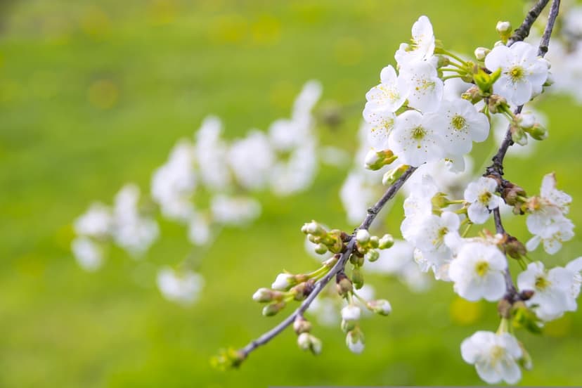 White cherry blossoms with yellow centers cluster on a branch against a blurred green background in close-up.