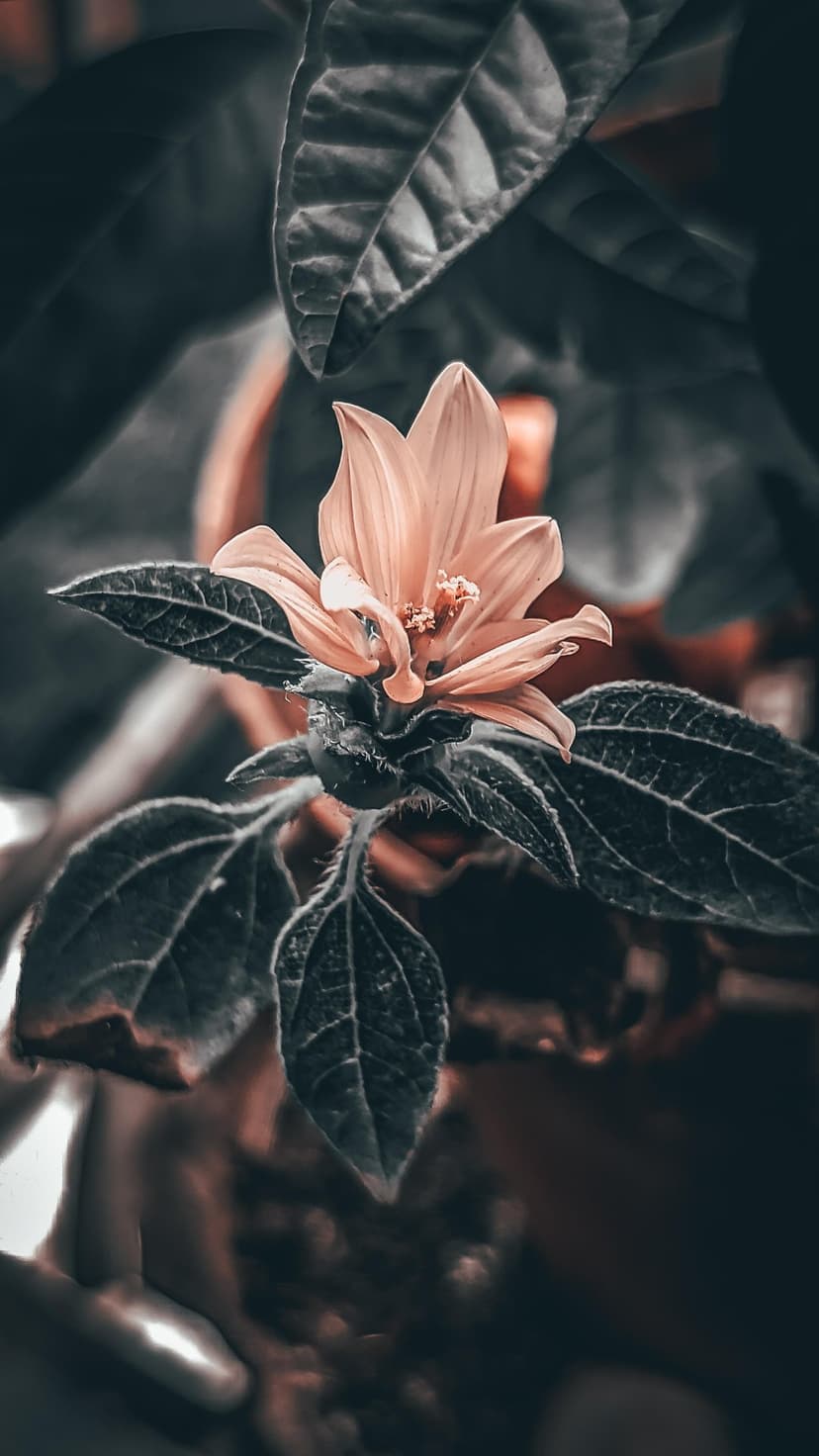 Peach colored flower with soft petals centered among dark green foliage under moody high-contrast lighting.