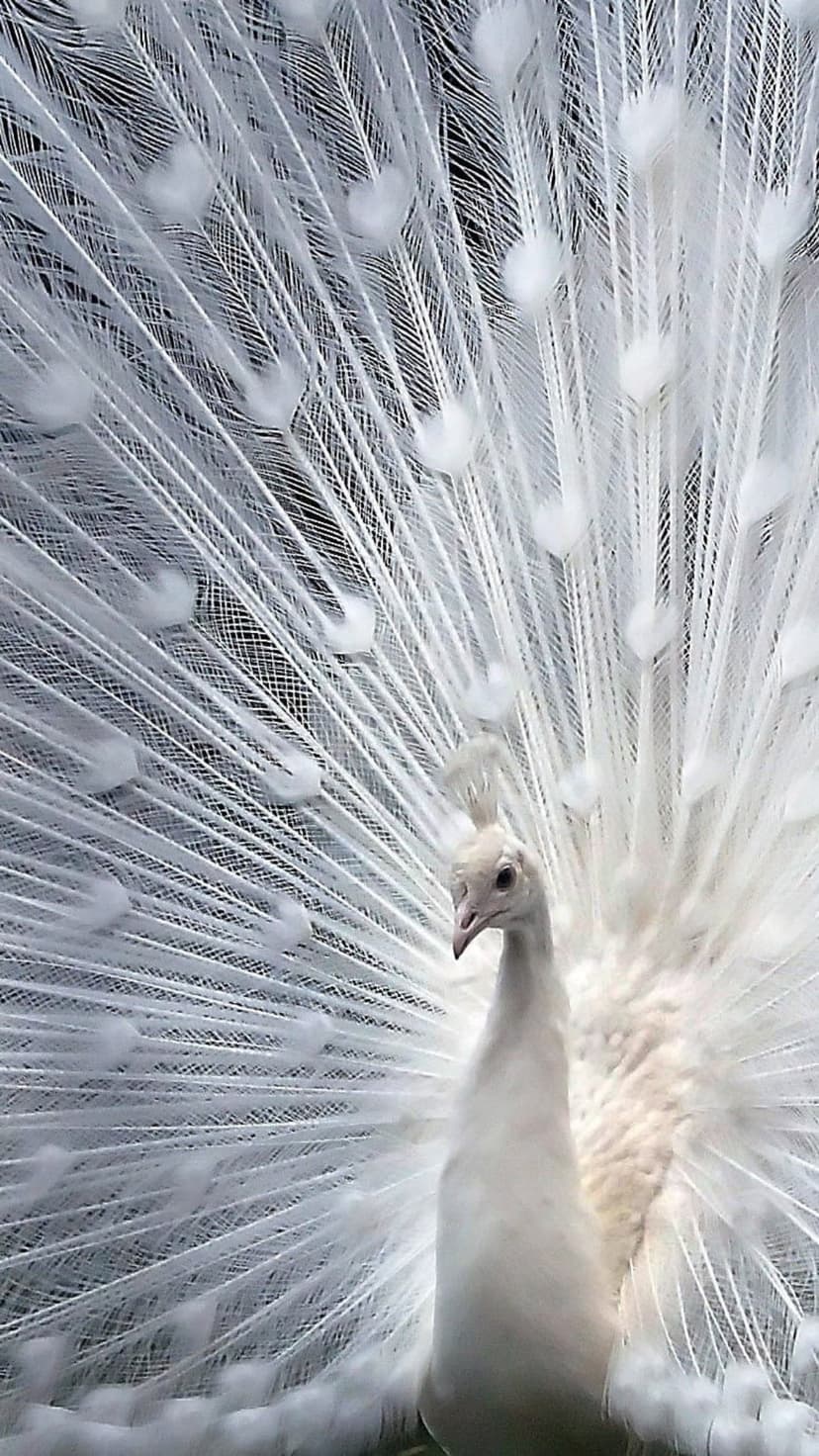 White albino peacock displays a full fan of intricate ivory feathers against a solid black background.
