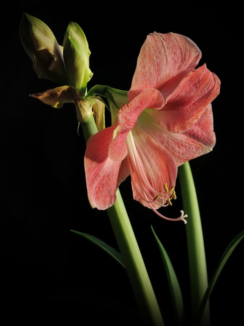 Pink Amaryllis flower with green buds against a black background, showcasing delicate petal textures and stems.