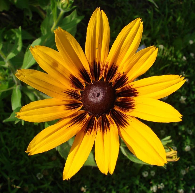 Yellow Black-Eyed Susan flower with a dark brown center and ray petals against soft green garden foliage.