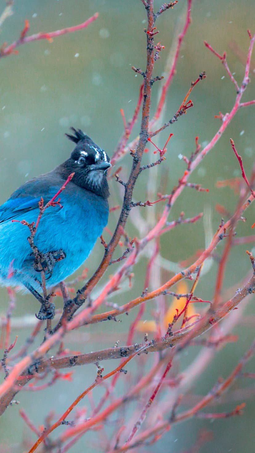 Steller’s Jay with blue feathers and a black crest perches on thin red branches during a light winter snowfall.