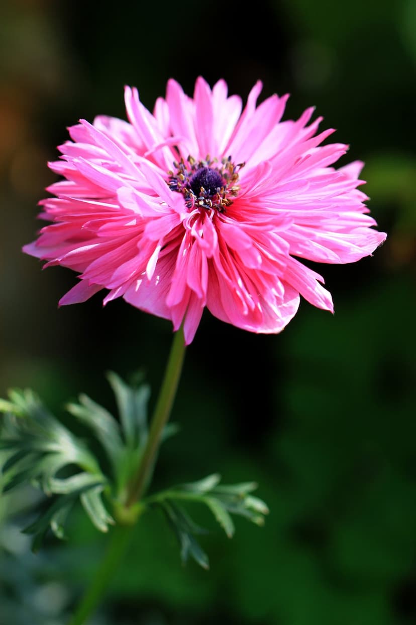Pink anemone flower with ruffled petals and a dark center against a soft-focus green garden background.