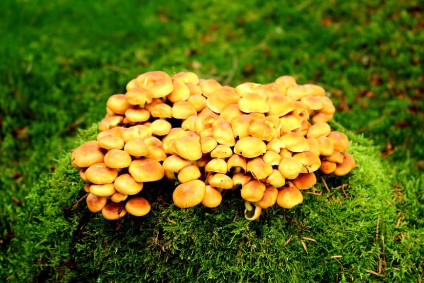 Yellow mushroom cluster with rounded caps growing on green moss in a sun-dappled forest floor macro view.