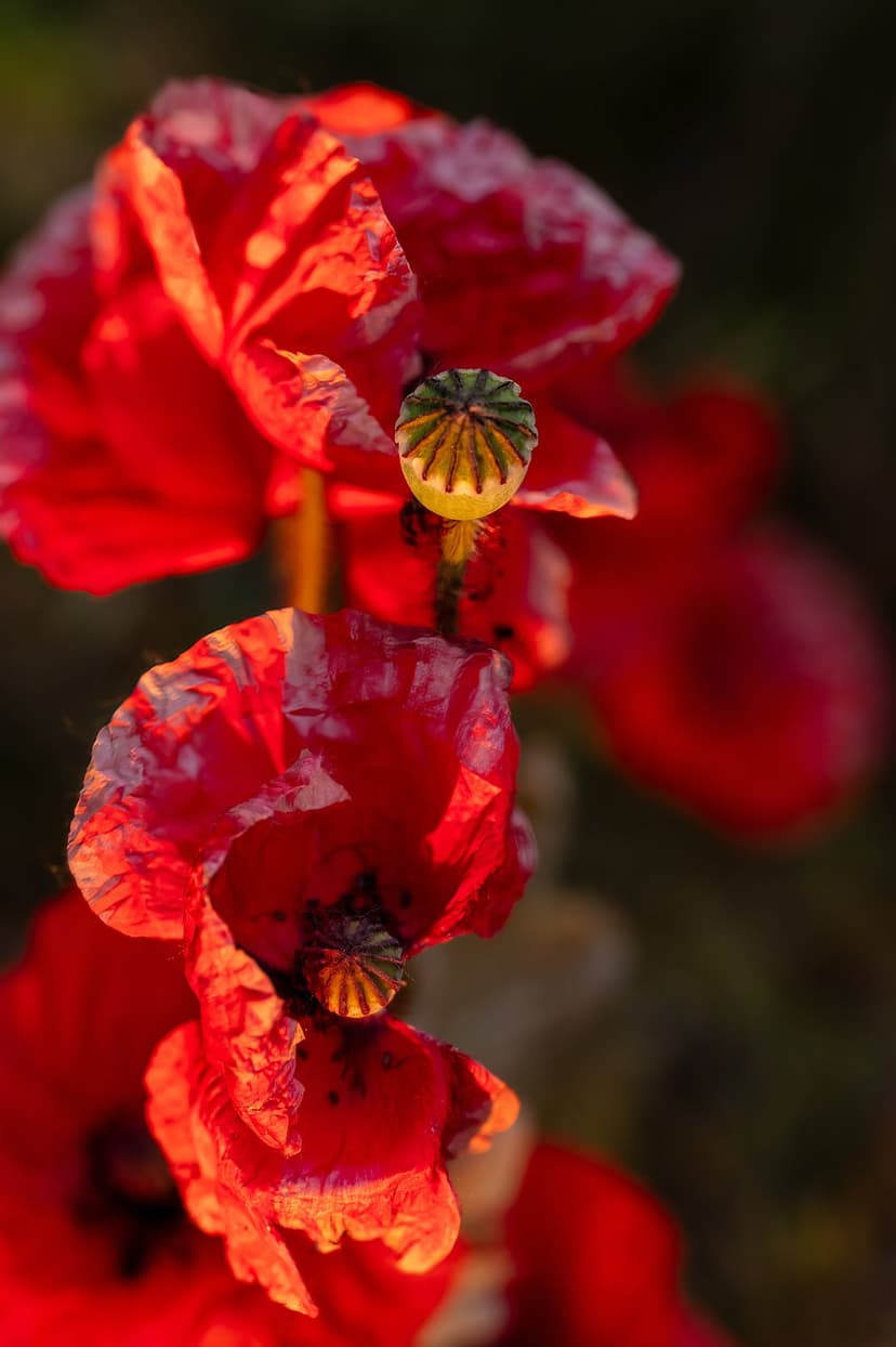 Red poppy flowers with delicate petals and seed pods illuminated by warm sunlight in a macro nature shot.