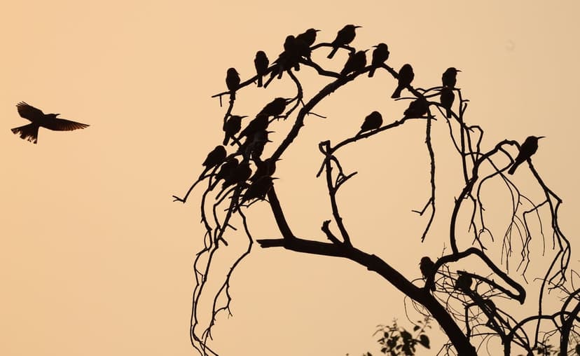 Black birds perched on bare tree branches with one in flight against a hazy, glowing dawn sky in a vertical view.