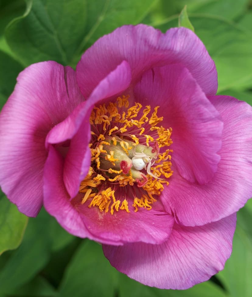 White crab spider camouflaged on yellow peony stamens surrounded by soft pink petals in a macro nature close-up.