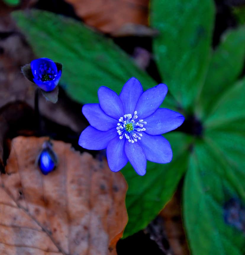 Blue Hepatica flowers with white stamens grow among brown fallen leaves and green foliage on a forest floor.