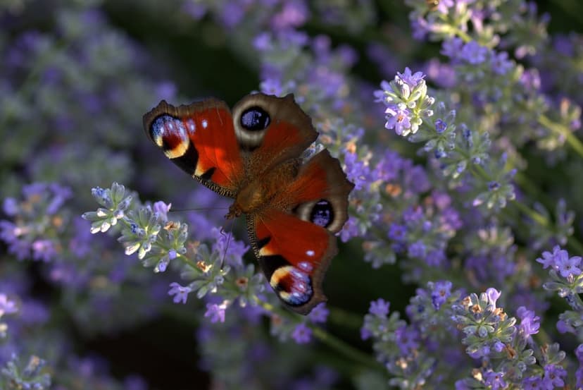 Peacock butterfly with blue eye-spots perches on purple lavender flowers in a bright, shallow-focus garden.
