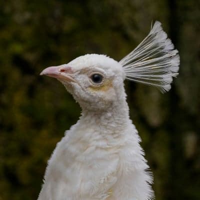 Close-up portrait of a white peacock's head and neck