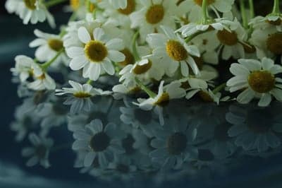 White Daisy Reflection on Dark Backdrop Mobile Wallpaper