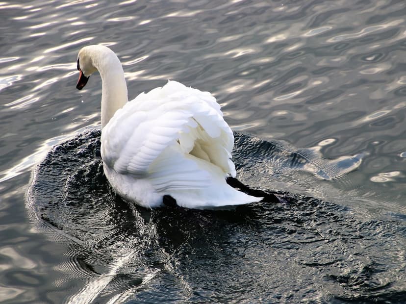 White swan with a curved neck glides across dark rippling water, leaving a subtle wake on the liquid surface.