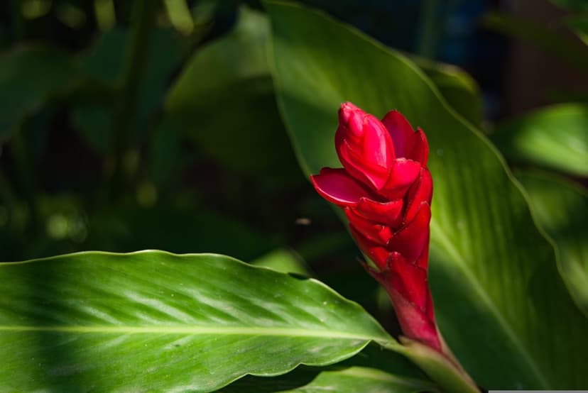 Red ginger flower with crimson bracts emerges from dark green waxy leaves under soft natural sunlight.
