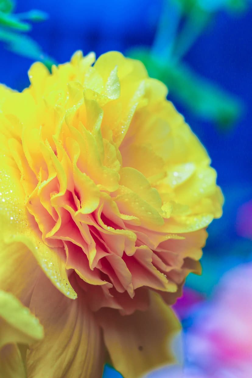 Yellow ruffled flower petals with tiny water droplets against a soft-focus blue and green bokeh background.