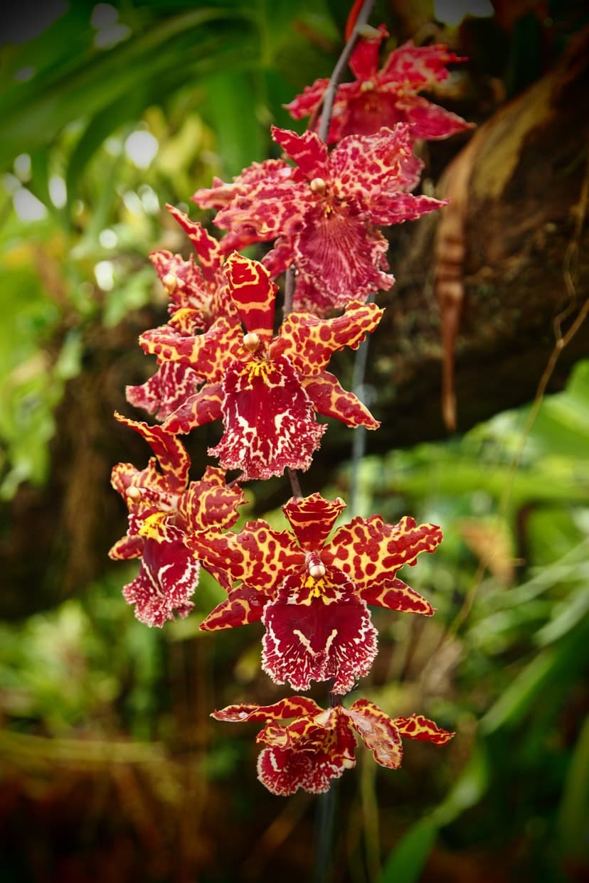 Red and yellow speckled orchids with white ruffled edges hang vertically against a blurred green leaf background.