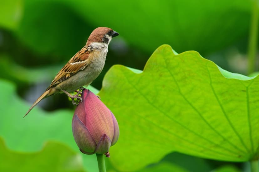 Sparrow perched on a closed pink lotus bud surrounded by broad green leaves in a soft focus pond setting.