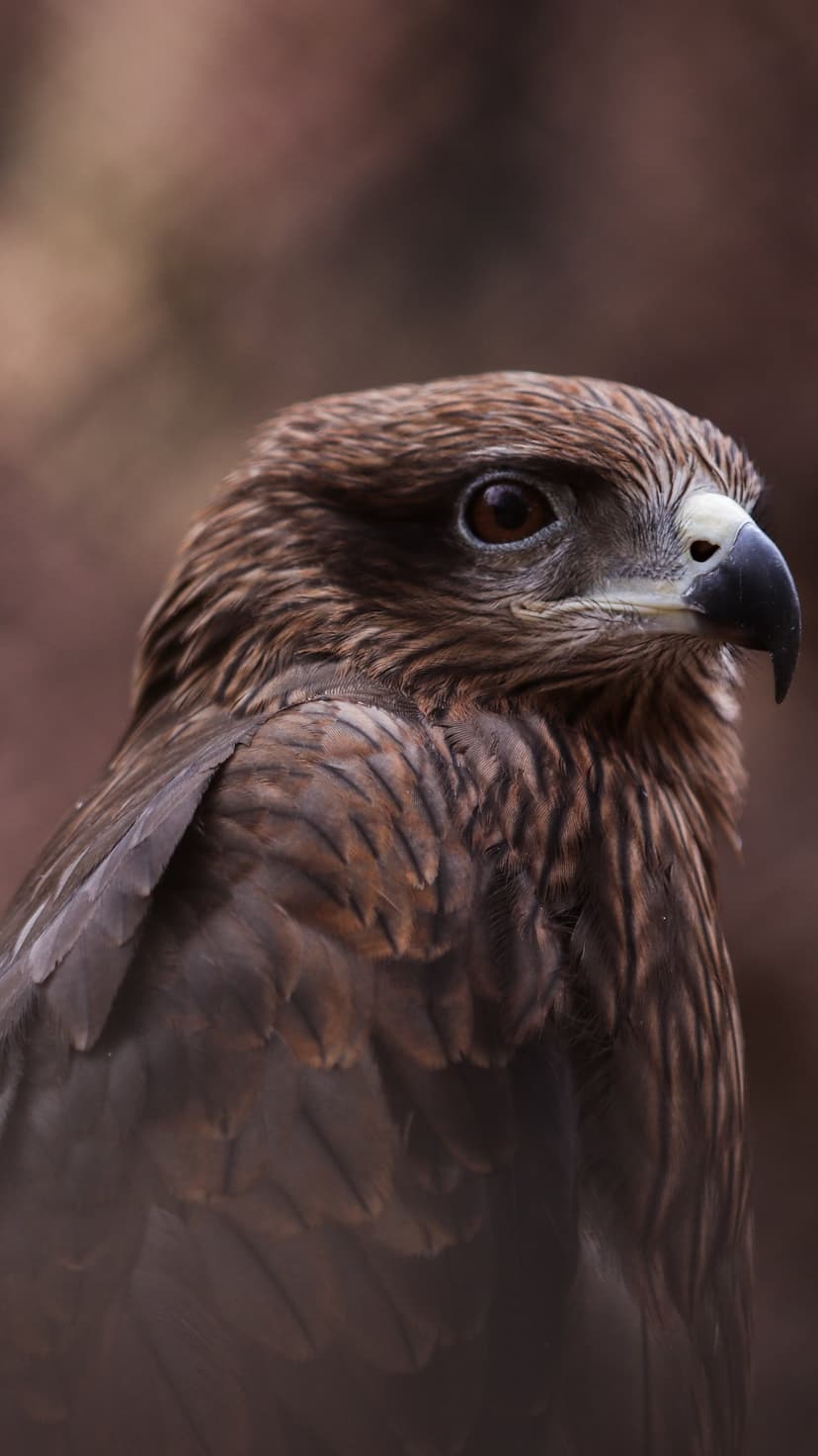 Brown eagle head with a sharp hooked beak and an intense amber eye against a blurred out-of-focus background.