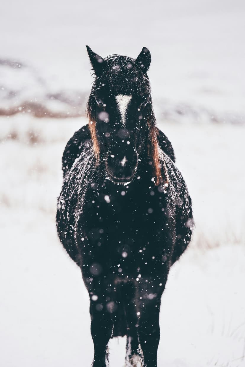 Black horse with a white forehead blaze stands in falling snow against a blurred winter forest background.