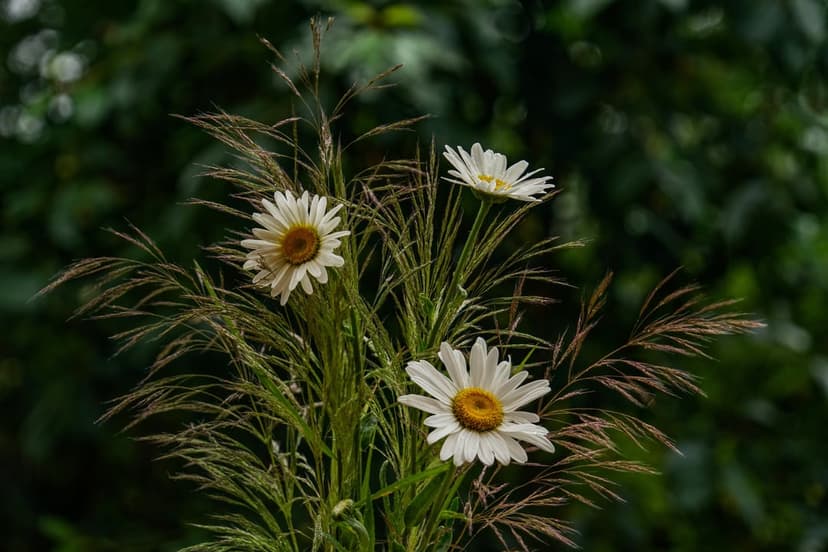 Three white daisies with yellow centers grow in tall green grass against a blurry dark green forest background.