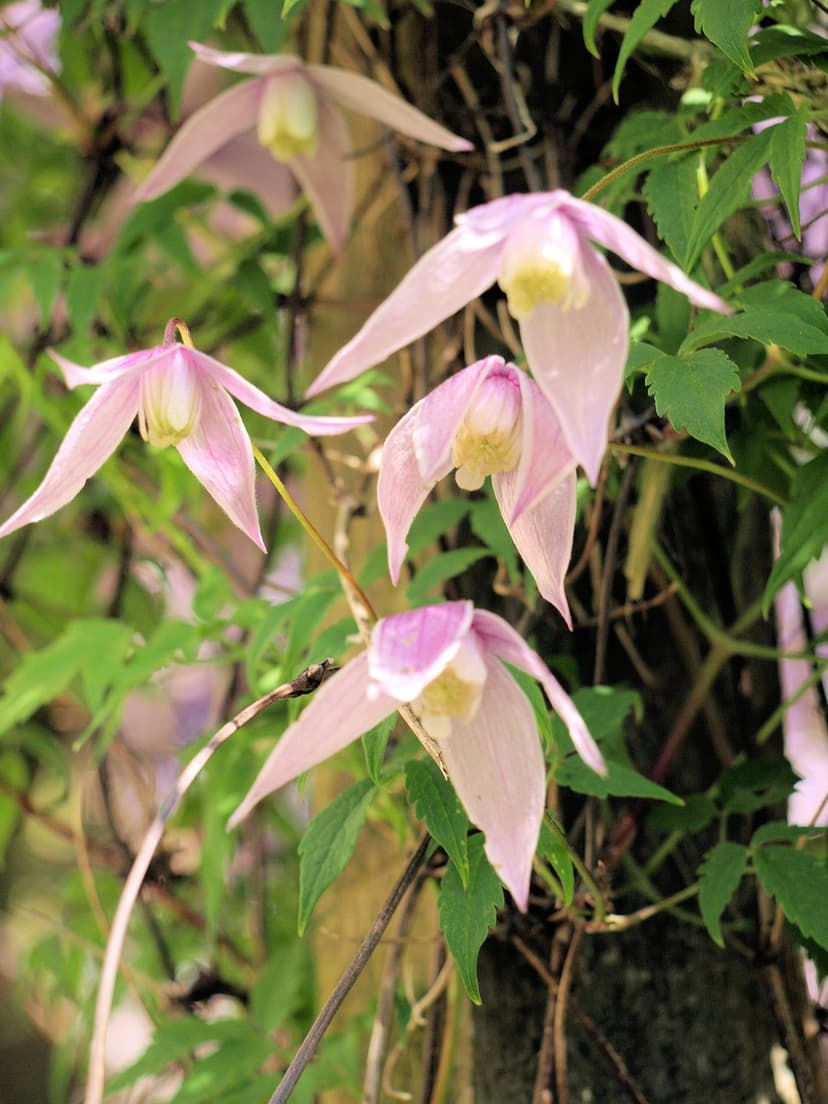 Pale pink clematis flowers with yellow centers hang from a green vine amidst soft-focus garden foliage.