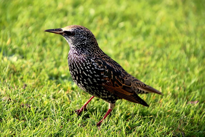 European starling with iridescent speckled feathers stands on a bright green lawn in a close-up profile view.