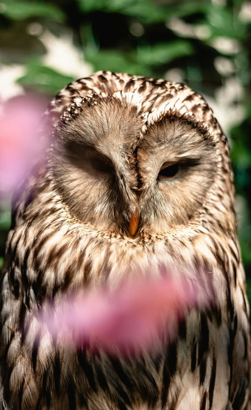 Tawny owl with detailed feathers and wide eyes tilts its head behind blurred pink flowers and green leaves.
