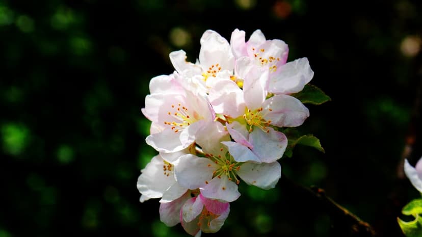 White apple blossoms with yellow stamens and pink-tinged petals glow against a dark blurred garden background.