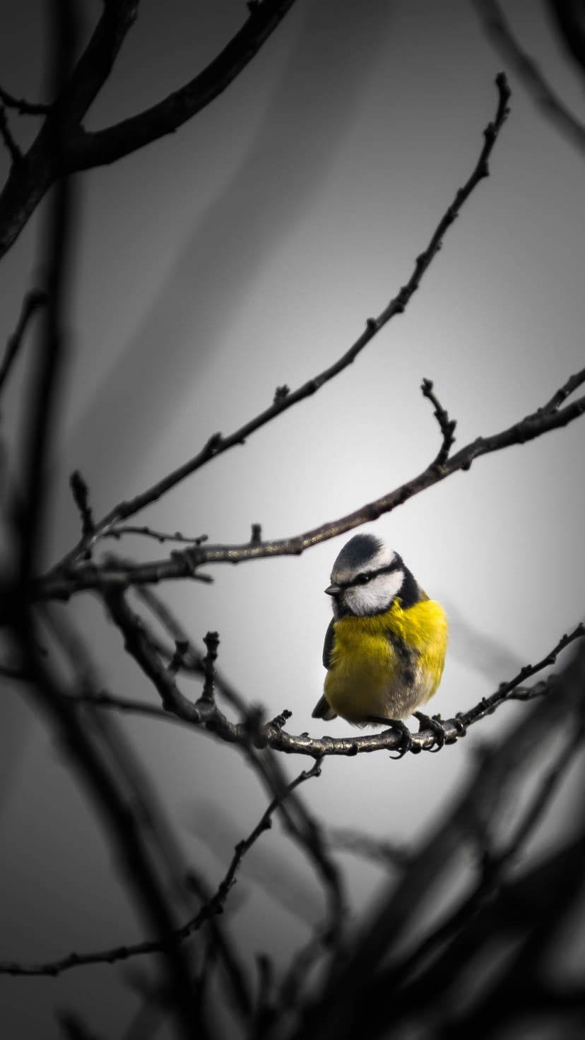Blue tit songbird with a yellow breast sits on bare dark branches against a desaturated grey winter background.