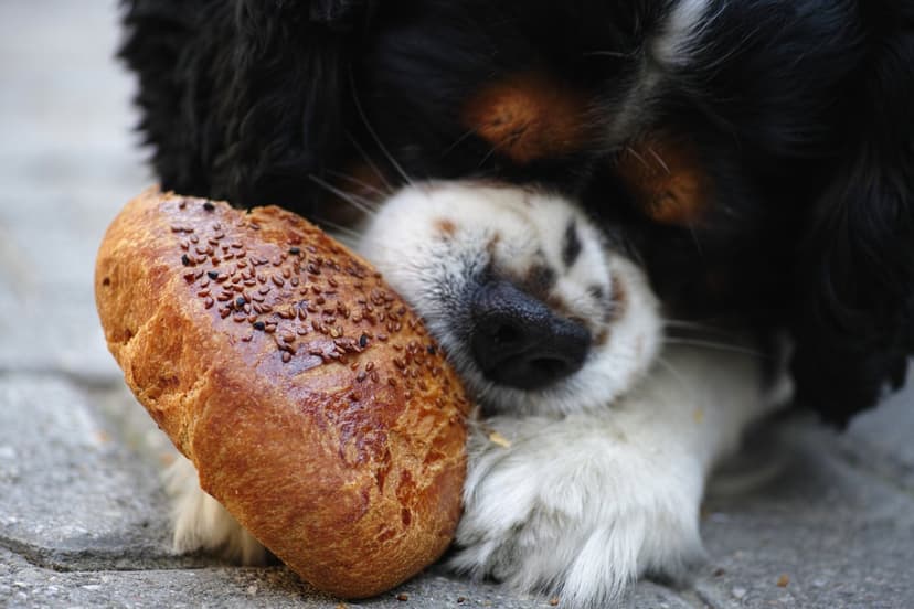 Tricolor dog rests its chin on a seeded bread loaf, showcasing black fur and a golden-brown crust.