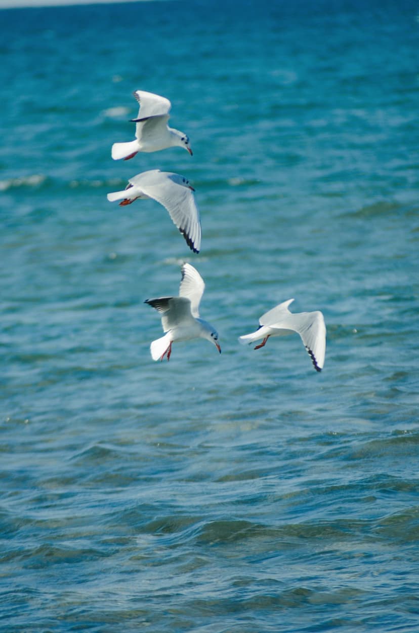 Four white seagulls fly in formation over shimmering turquoise ocean ripples beneath bright natural sunlight.