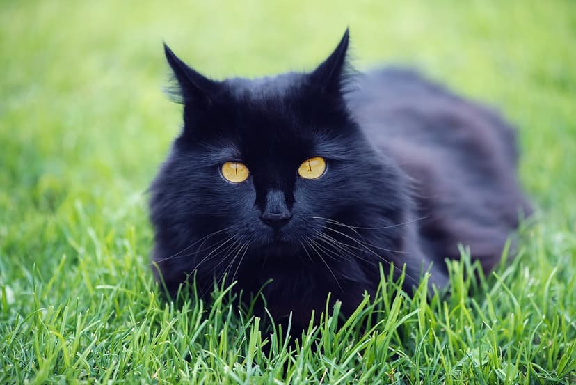 Black cat with glowing yellow eyes peeking through soft green grass blades in a high-contrast animal portrait.