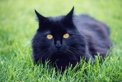 Black cat with striking yellow eyes in lush green grass