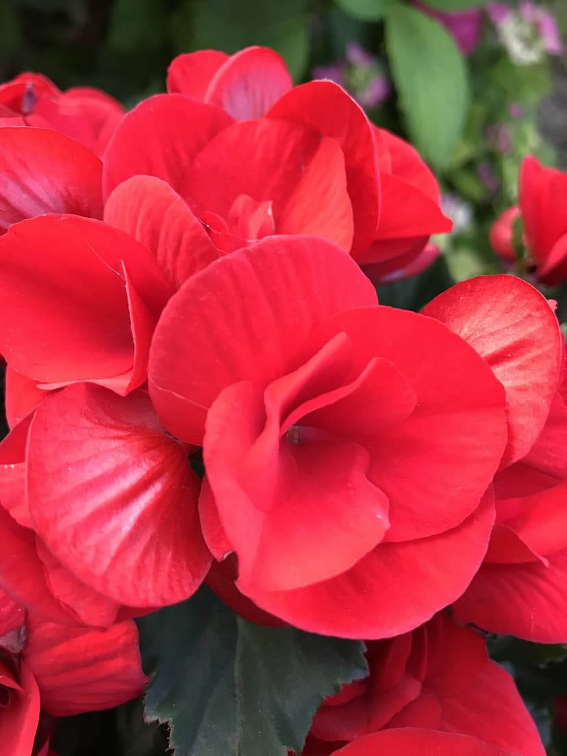 Red begonia flowers with layered petals and soft textures are surrounded by deep green leaves in a macro view.
