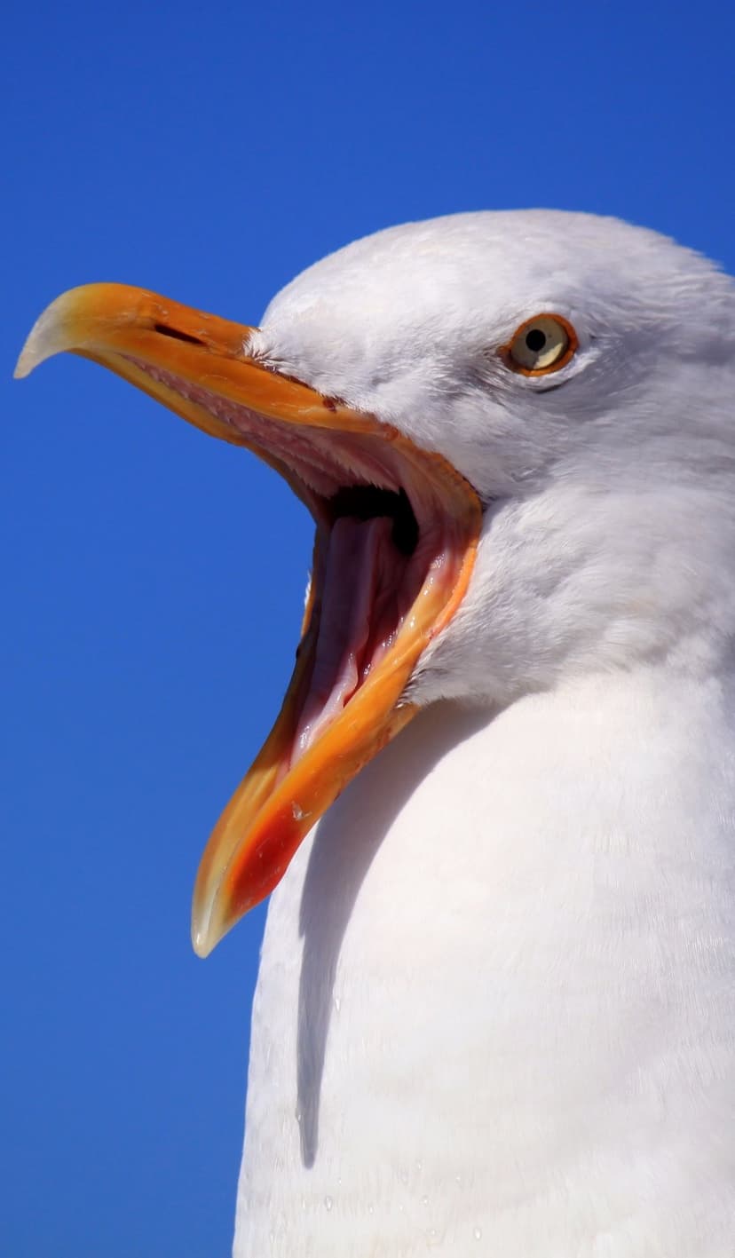White seagull squawking with an open orange beak against a vibrant and cloudless blue sky background.