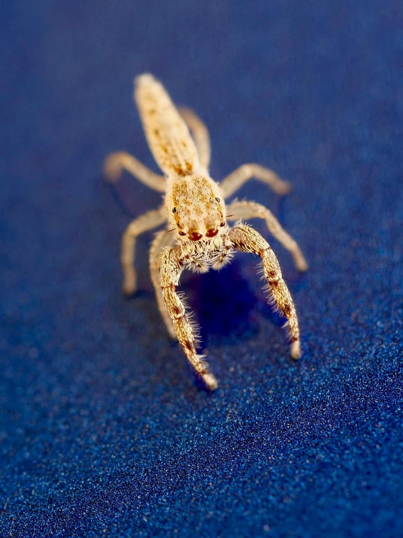 Jumping spider with pale legs and multiple black eyes sits on a dark blue textured background in a macro shot.