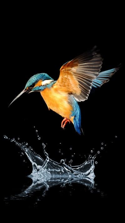Diving Kingfisher Bird Splash High Contrast Wallpaper