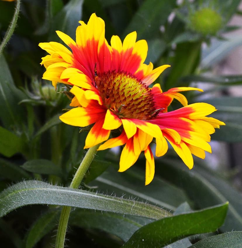 Red and yellow Blanket Flower petals radiate from a dark center against a soft green background in a macro shot.
