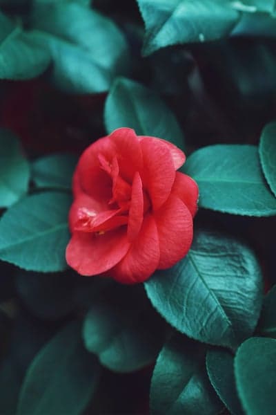 Garden Symphony - A Collection of Floral Wonders