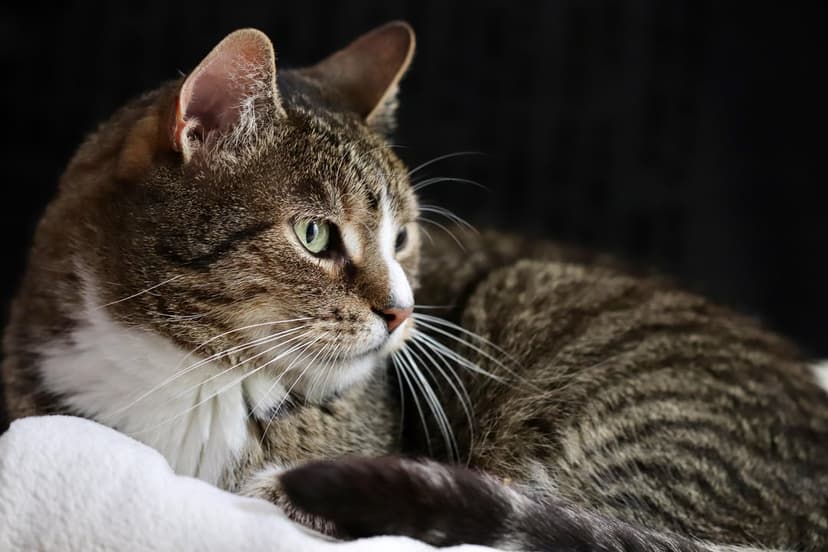 Tabby cat with green eyes and long white whiskers rests on a soft white surface against a dark blurred background.