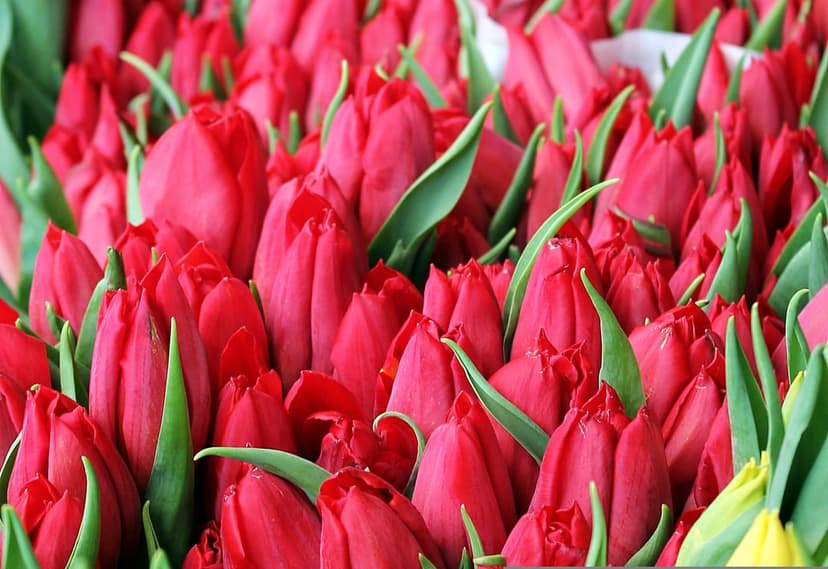 Tightly closed red tulip petals and green leaves arranged in a dense bouquet from a high-angle perspective.