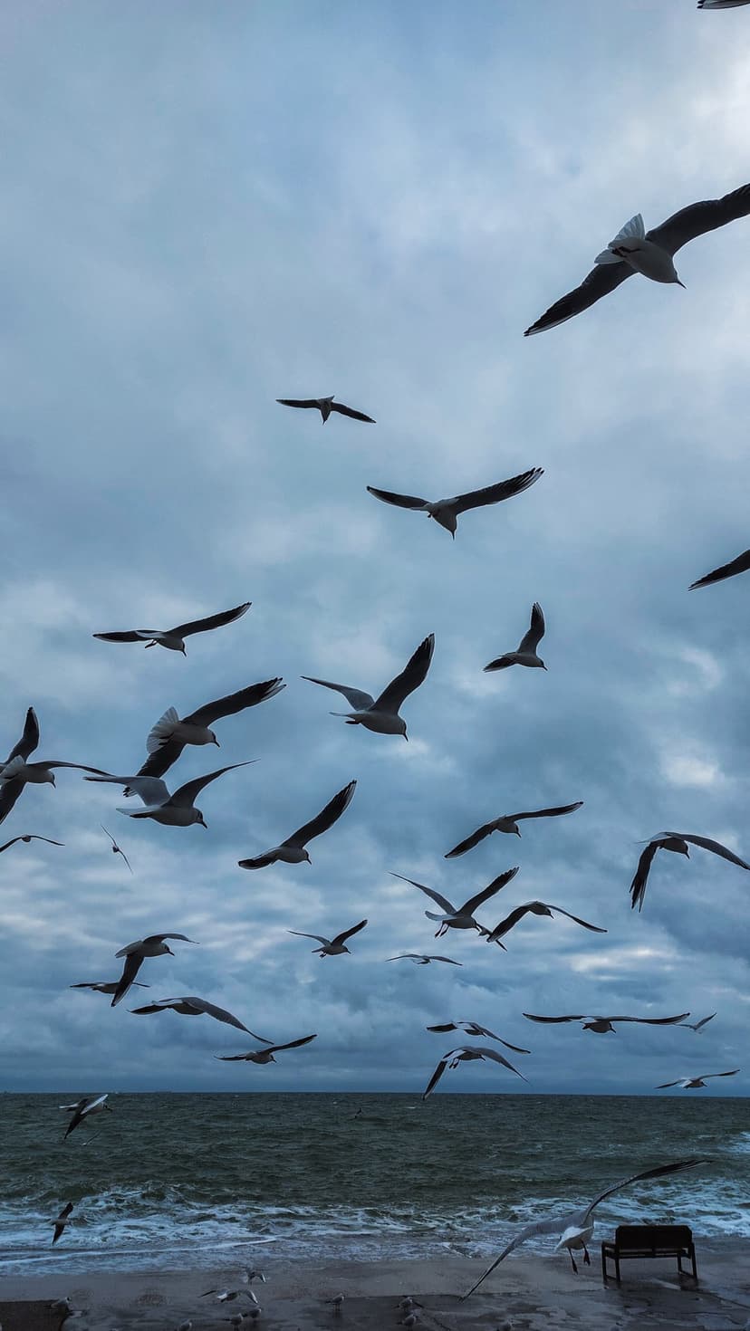 Seagulls fly over turbulent ocean waves under a dark cloudy sky near a textured, rocky coastal shoreline.
