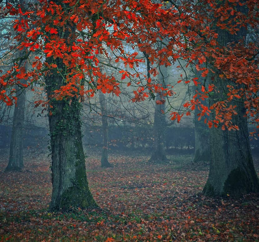 Red-leafed tree stands in a foggy woodland with fallen foliage on the ground under a soft, misty atmosphere.