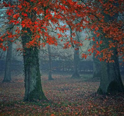 Autumn Forest with Red Leaves and Misty Atmosphere
