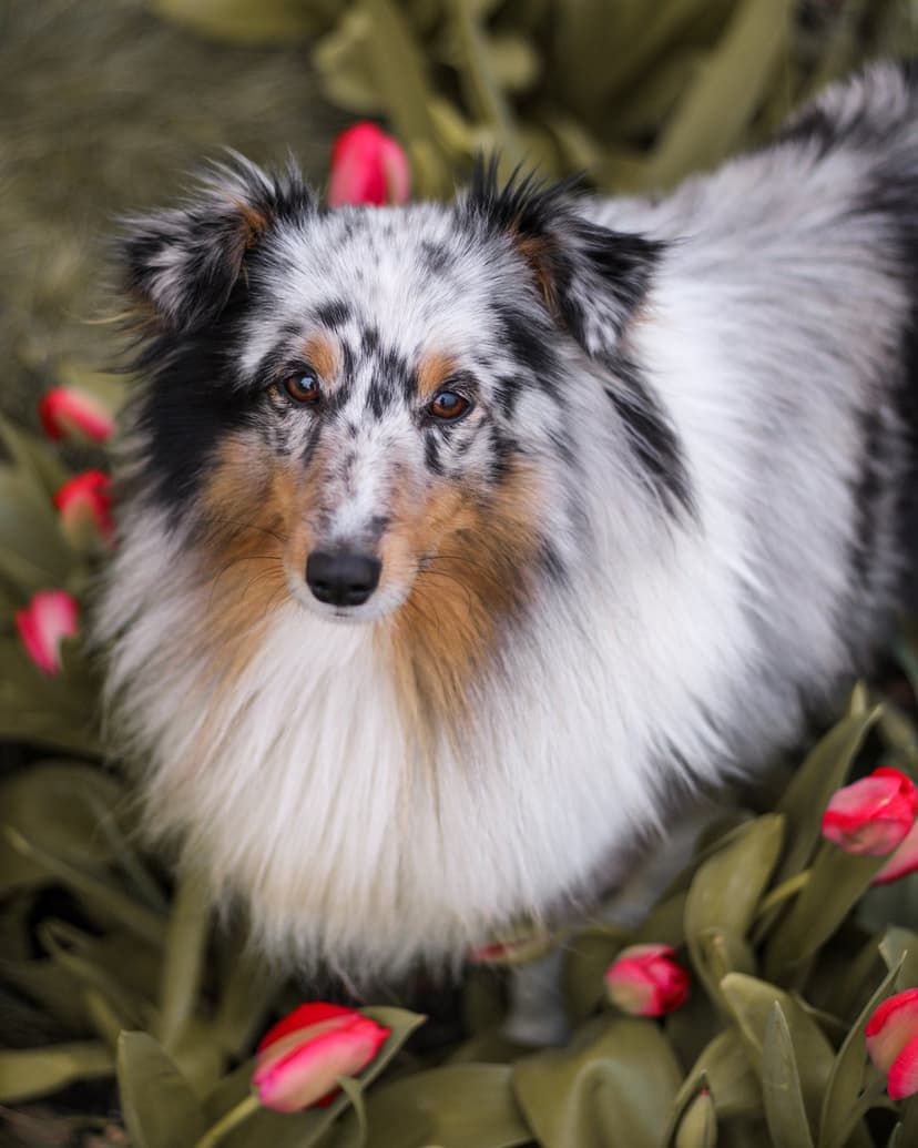 Blue merle Shetland Sheepdog with brown eyes sits among blooming red tulips and lush green garden foliage.