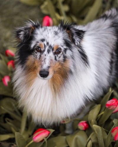 Blue Merle Shetland Sheepdog in Spring Tulips Phone Wallpaper